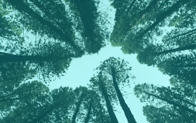 about-forest