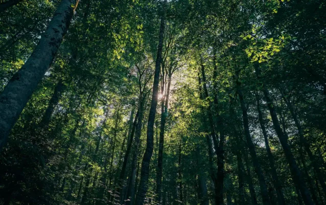forest1 forest1